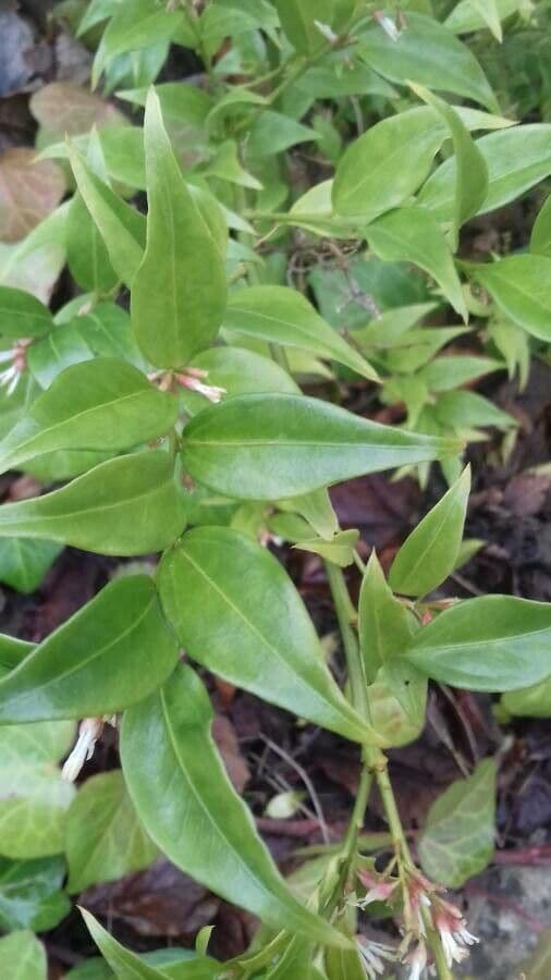 Sarcococca orientale 18