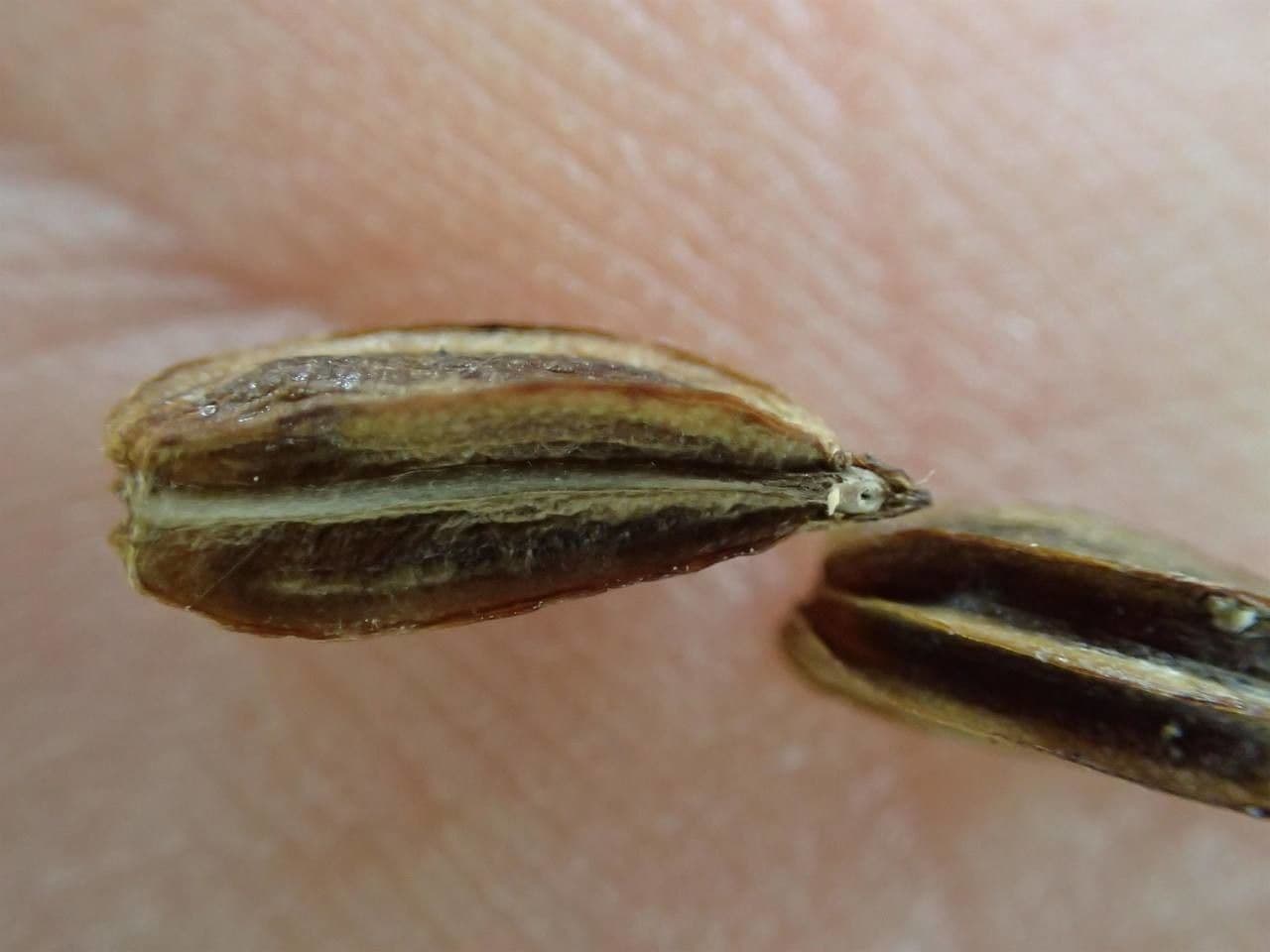 Finocchiella 23