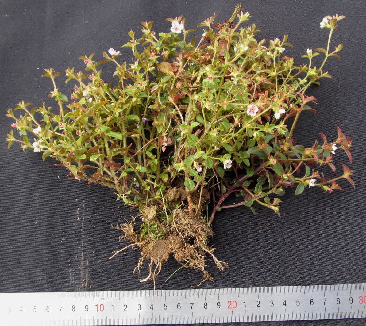 Acisanthera 5