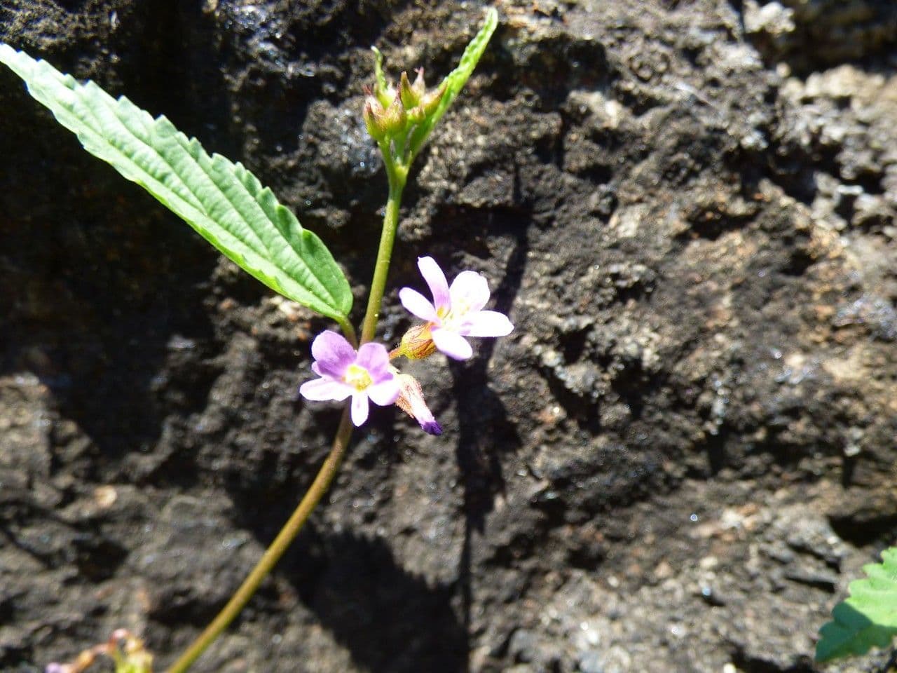 Pyramidenblume 7