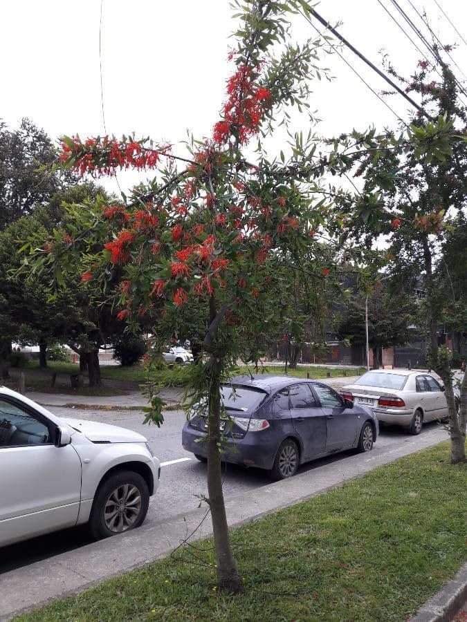 Embothrium 14