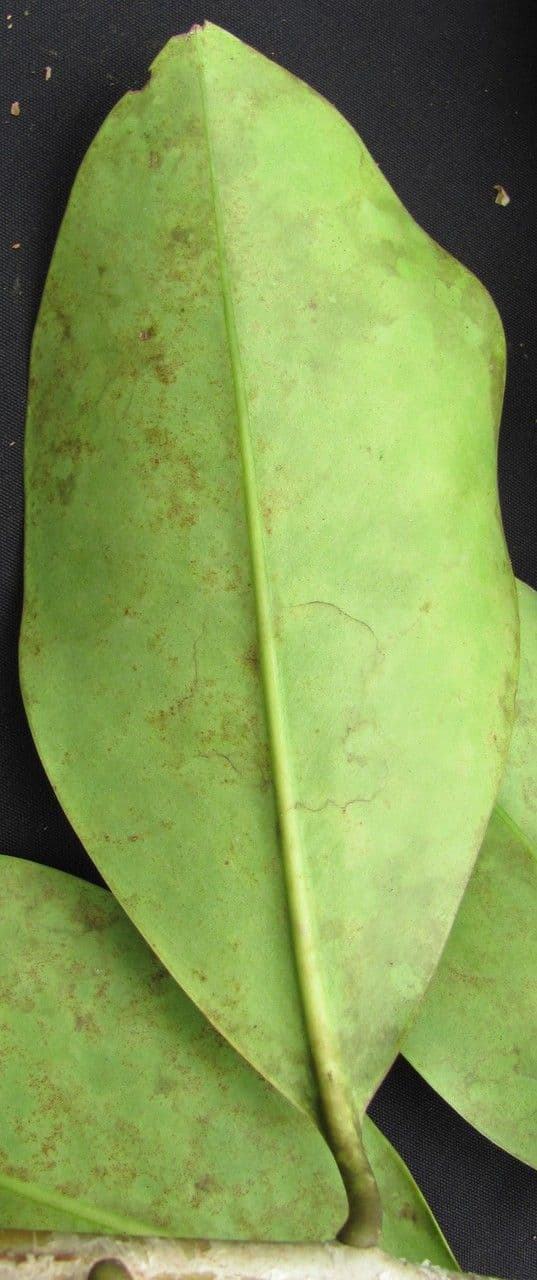 Souroubea 11