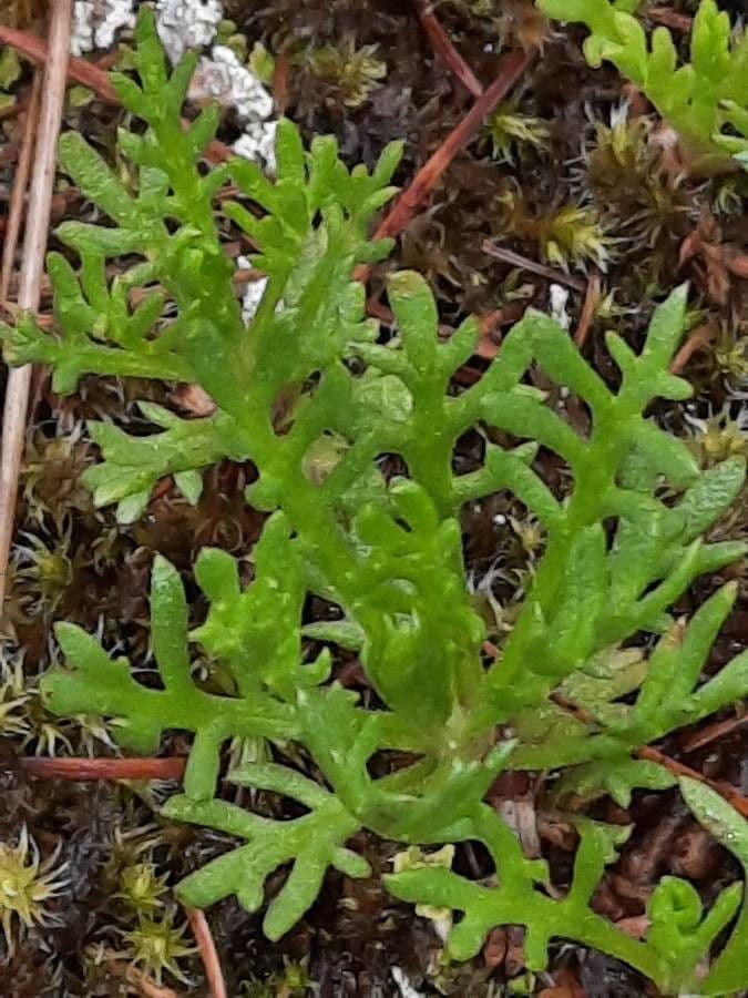 Achillea atrata 12