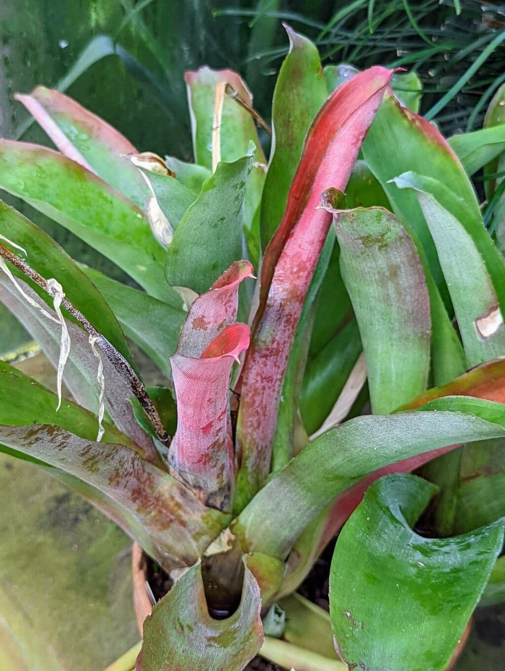 Aechmea 14