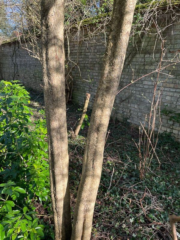 Azara microphylla 13