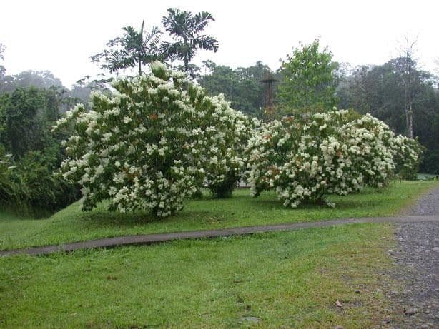 Miconia 12