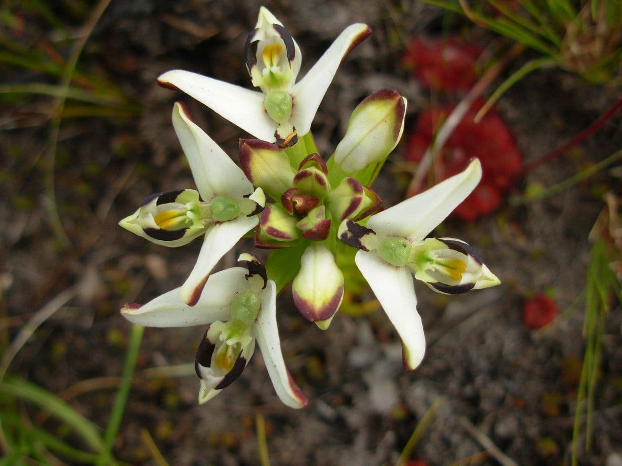 Disa