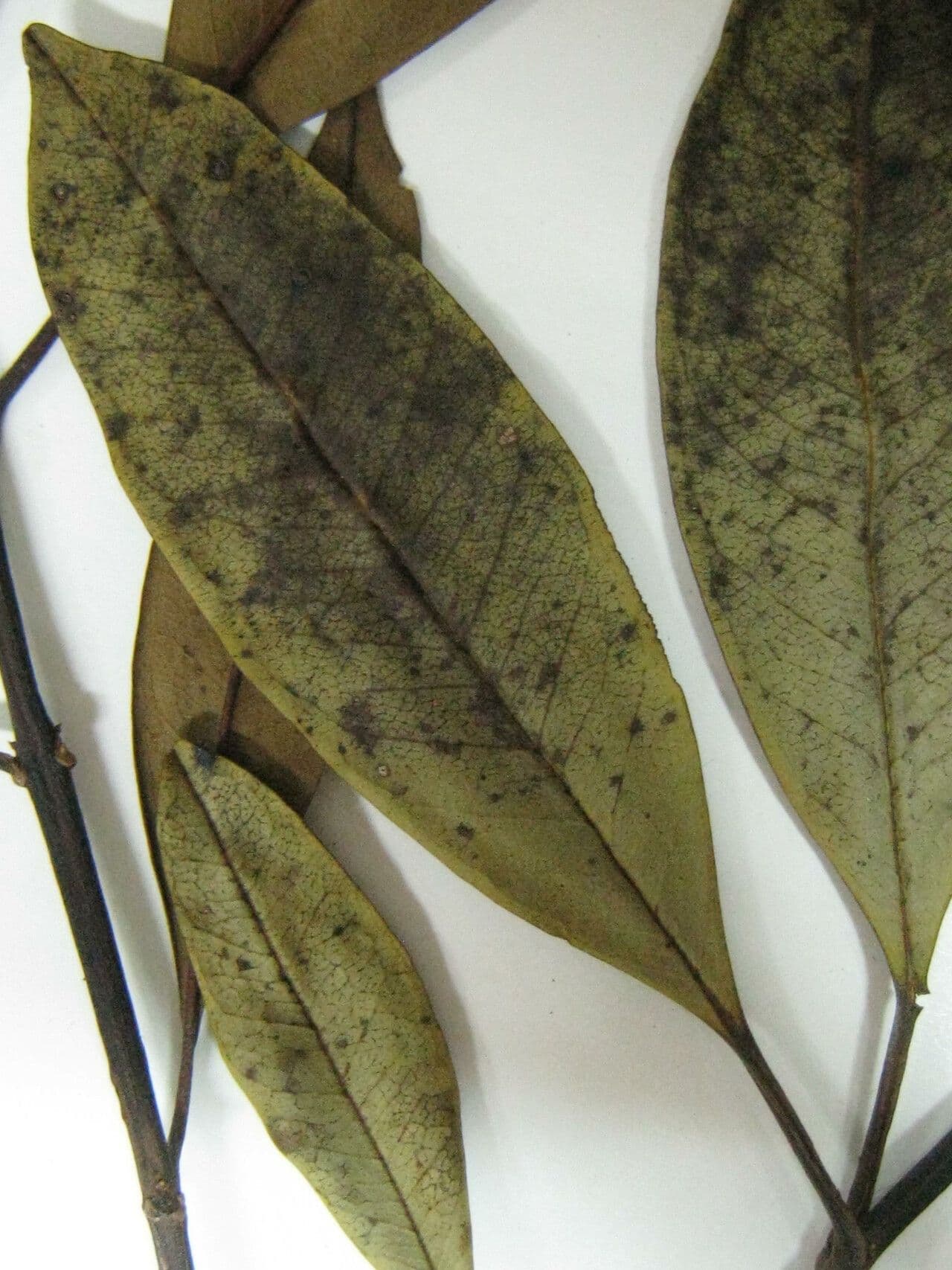 Vochysia 5