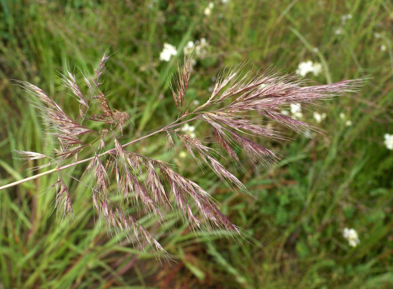 Festuca ligure 5