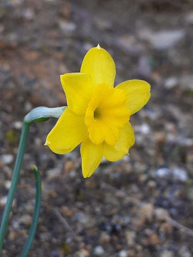 Narciso rupicolo 4