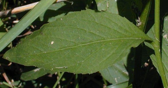 Iodanthus 14