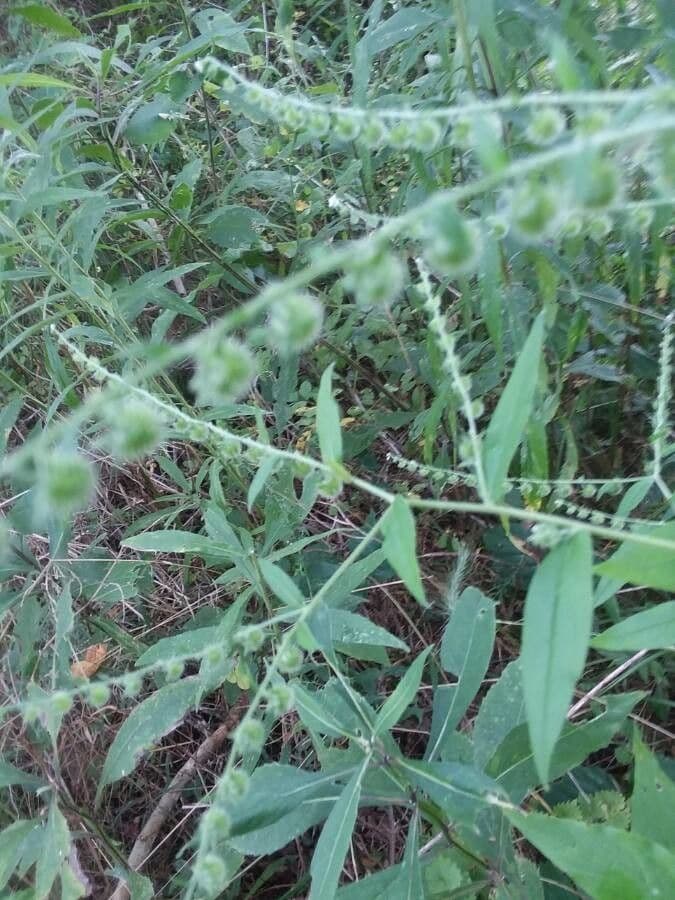 Hackelia virginiana 3