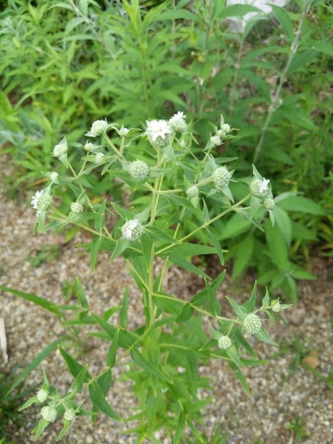 Pycnanthemum verticillatum 13
