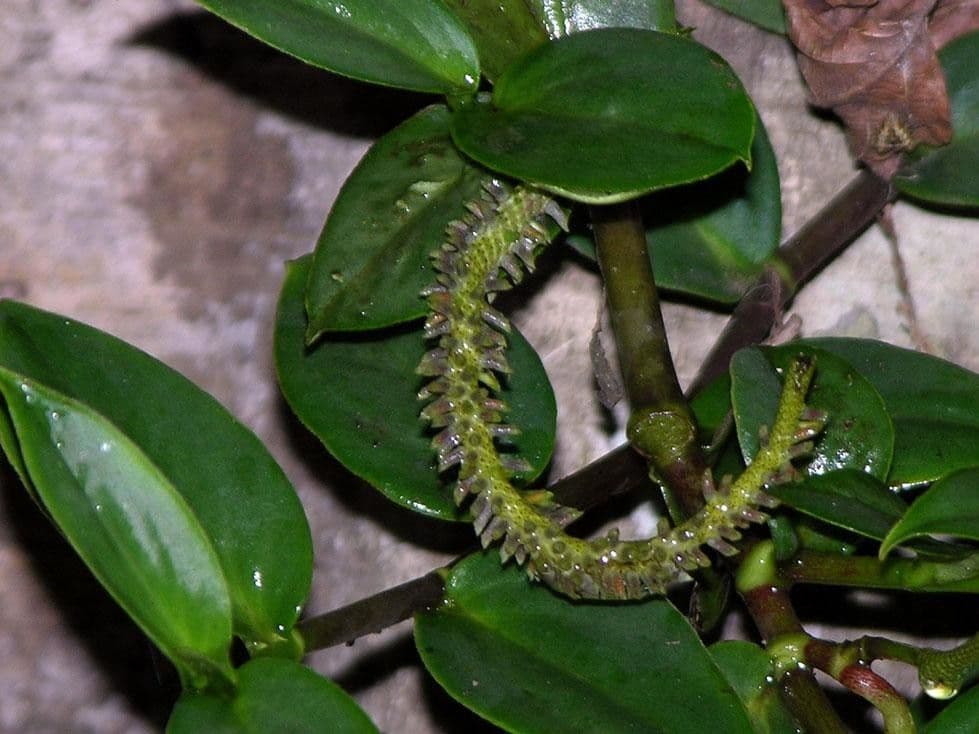 Peperomia 4