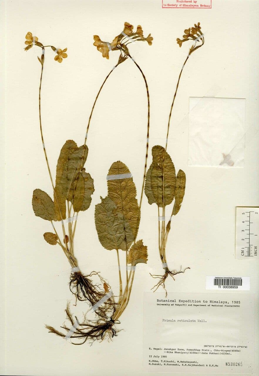 Primula 4