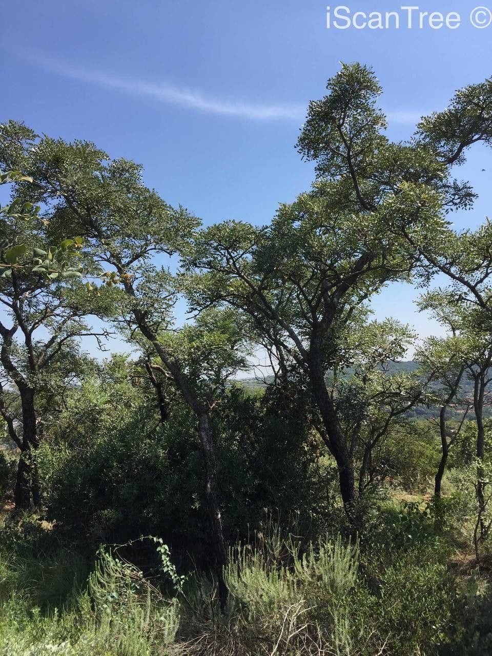 Burkea 5