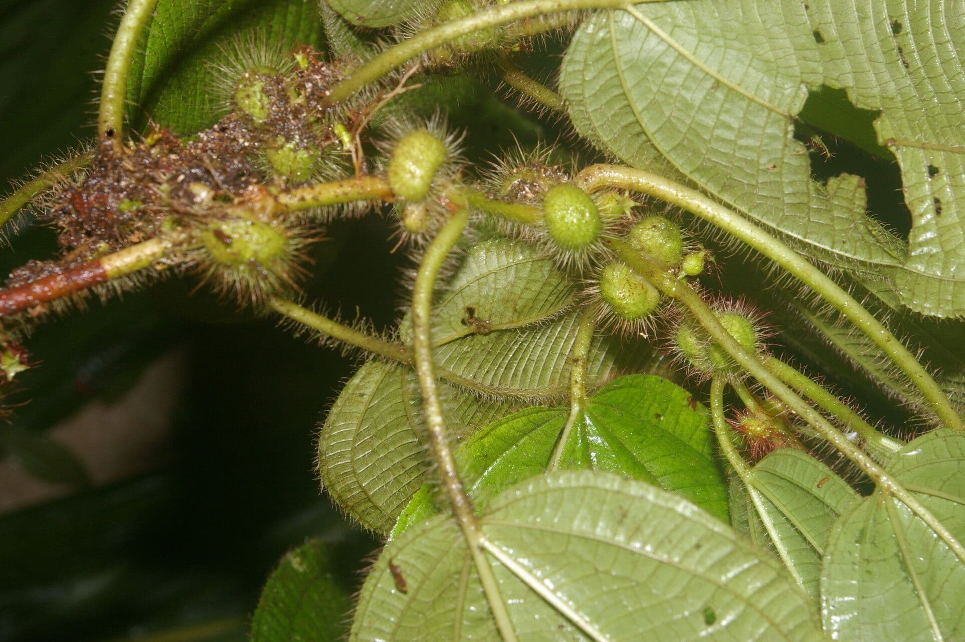 Miconia 10