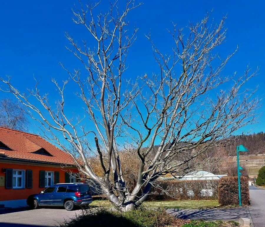 Letnička 15