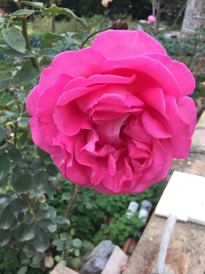 Rosa 26