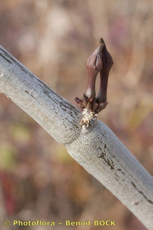 Ceropegia 4