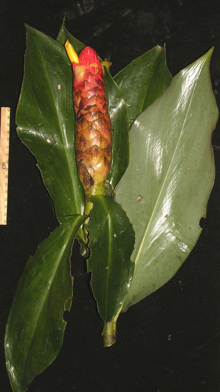 Costus