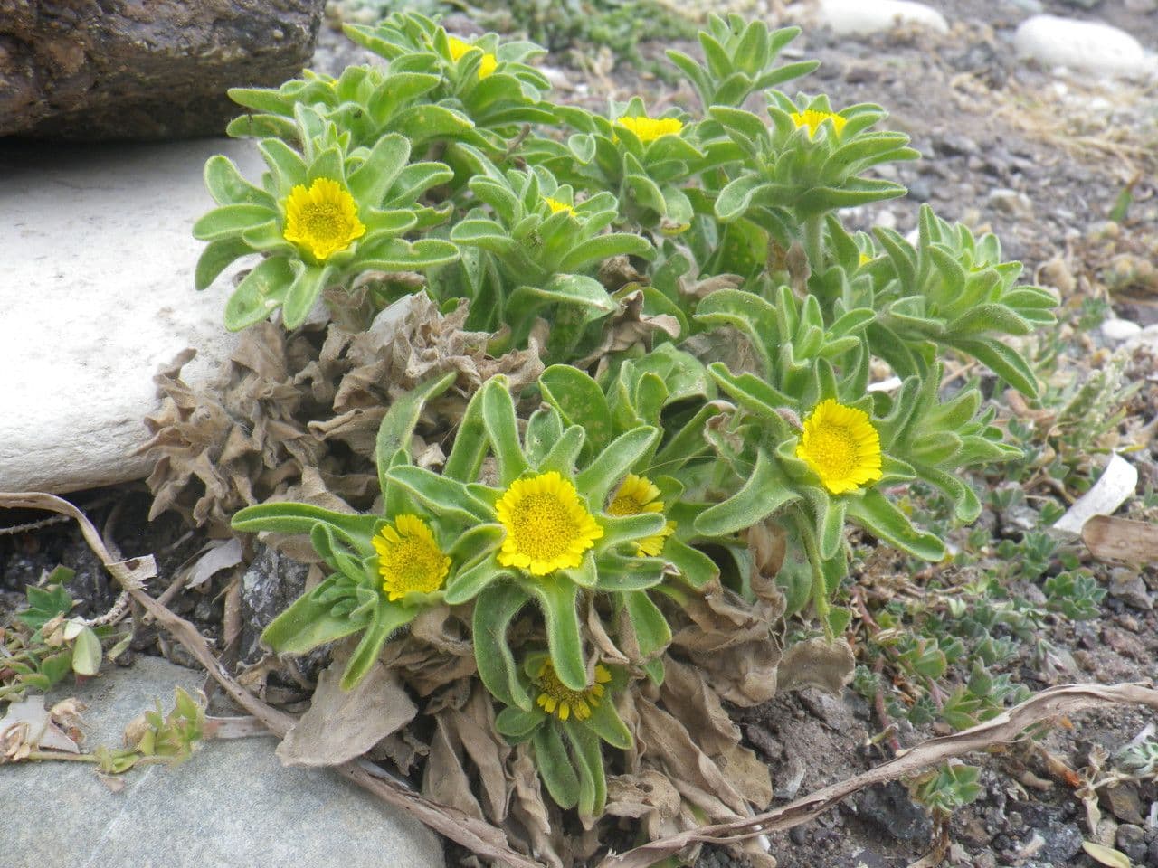 Asteriscus acquatico 9