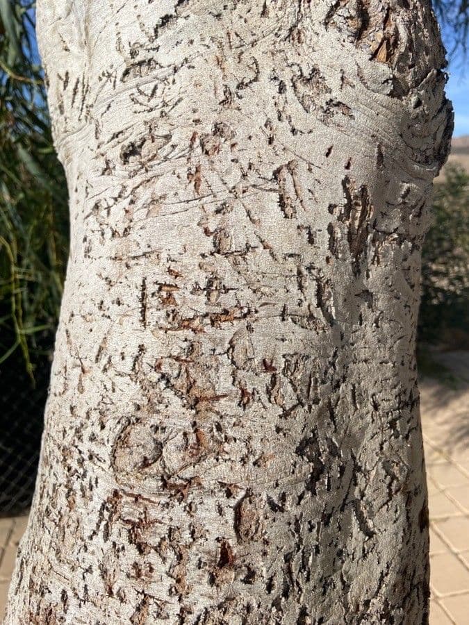 Acacia saligna 21
