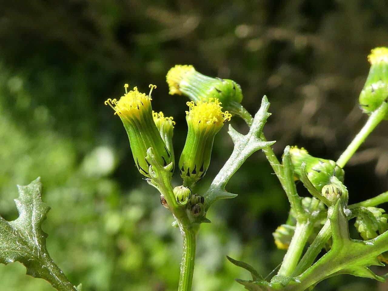 Senecione comune 23