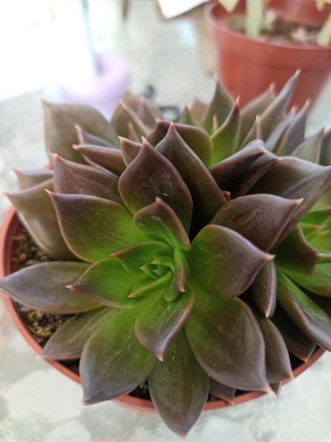 Stonecrop 3