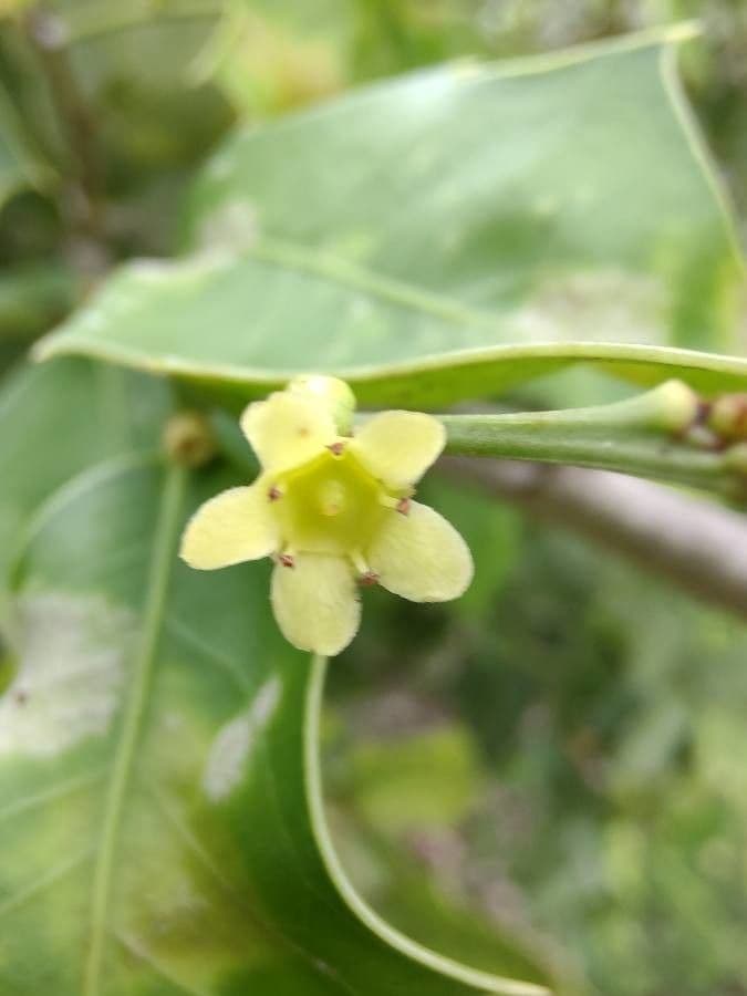 Maytenus 8