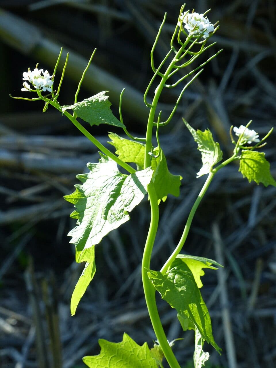 Alliaria 29