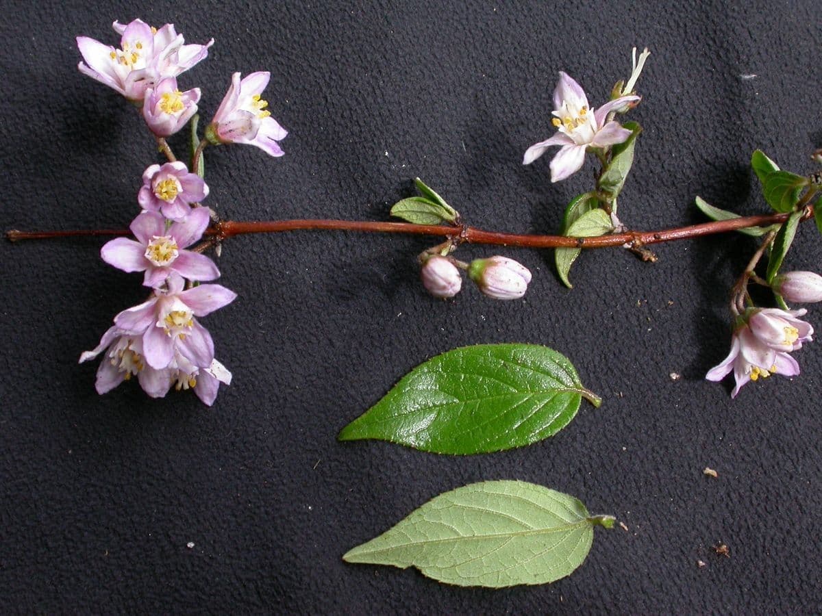 Deutzia 17