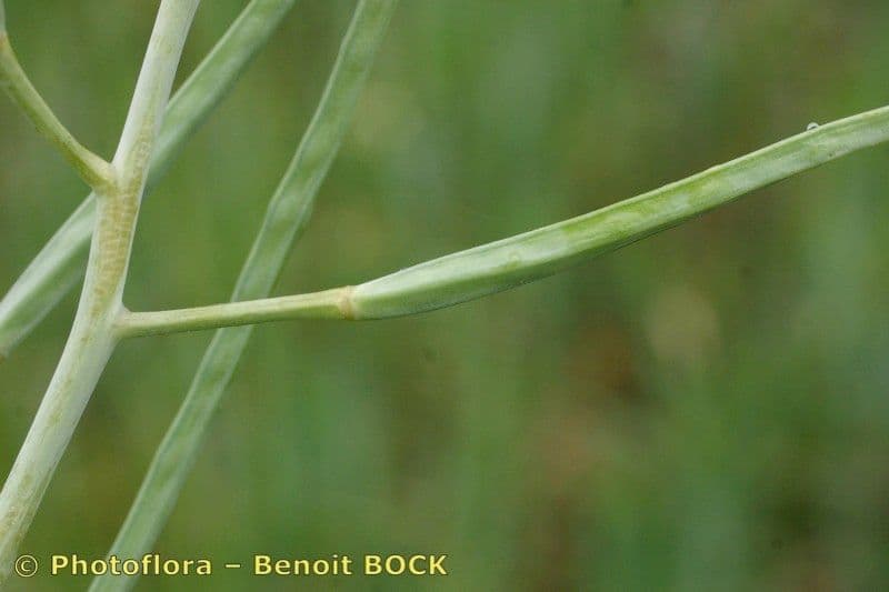 Conringia orientale 22