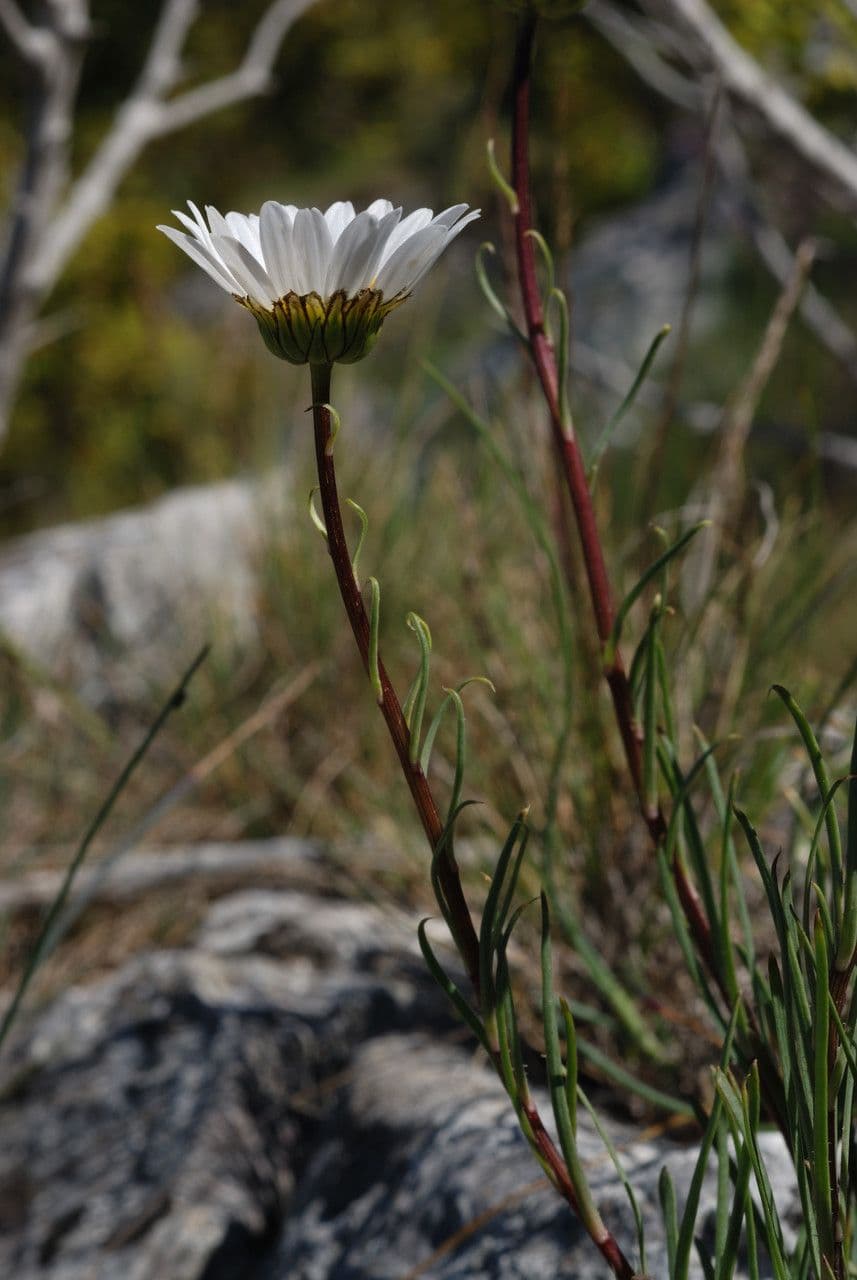 Burnats Margerite 9