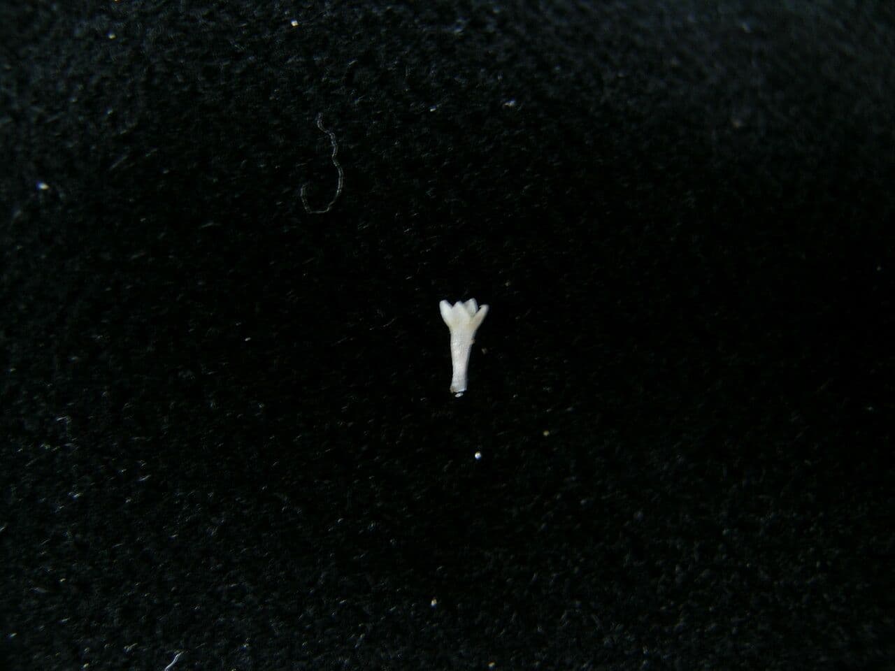 Mitracarpus hirtus 8