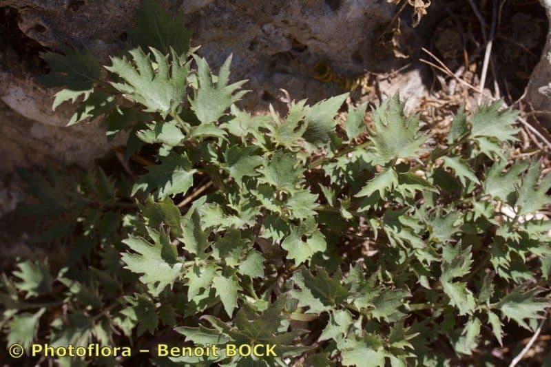 Petromarula 8