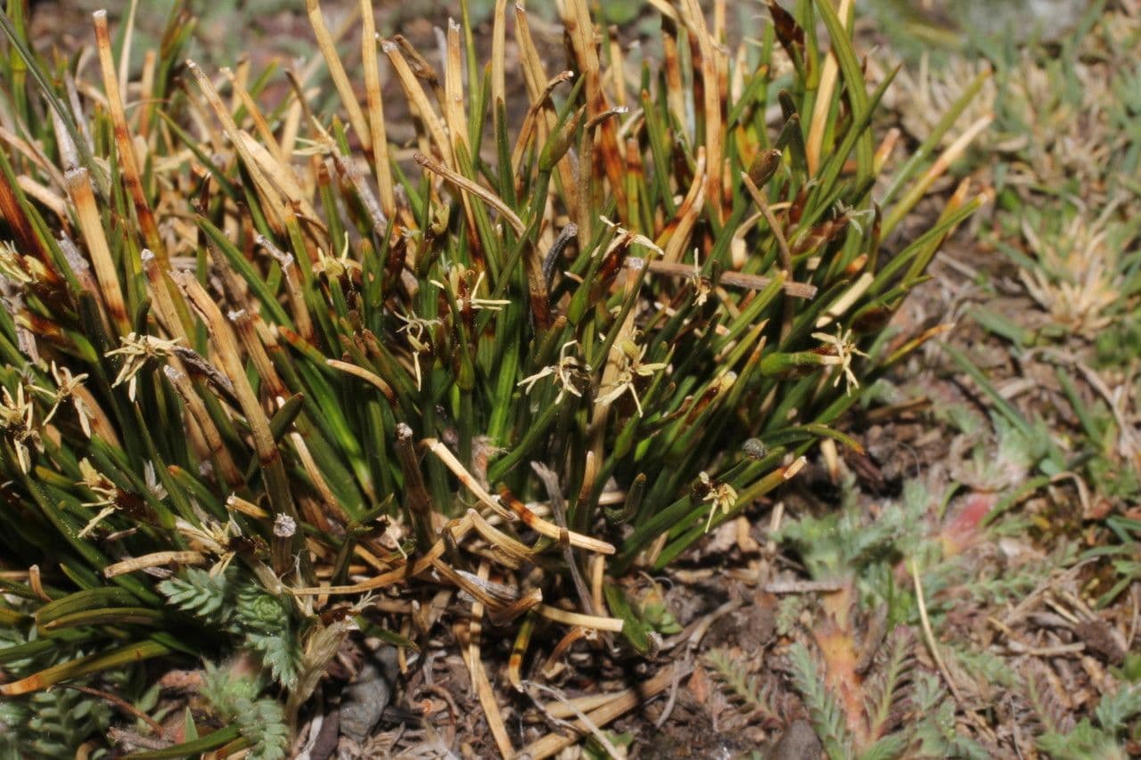 Trichophorum