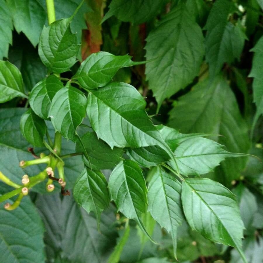 Bignonia cinese 19