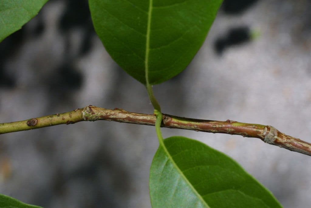 Oxydendrum 23
