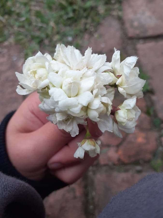 Reeve's spiraea 26