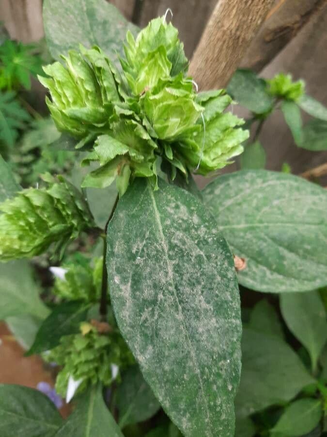 Barleria 12