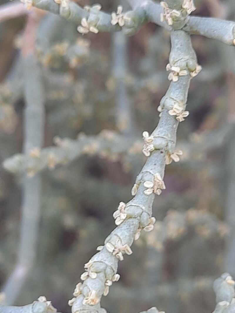 Saxaúl 4