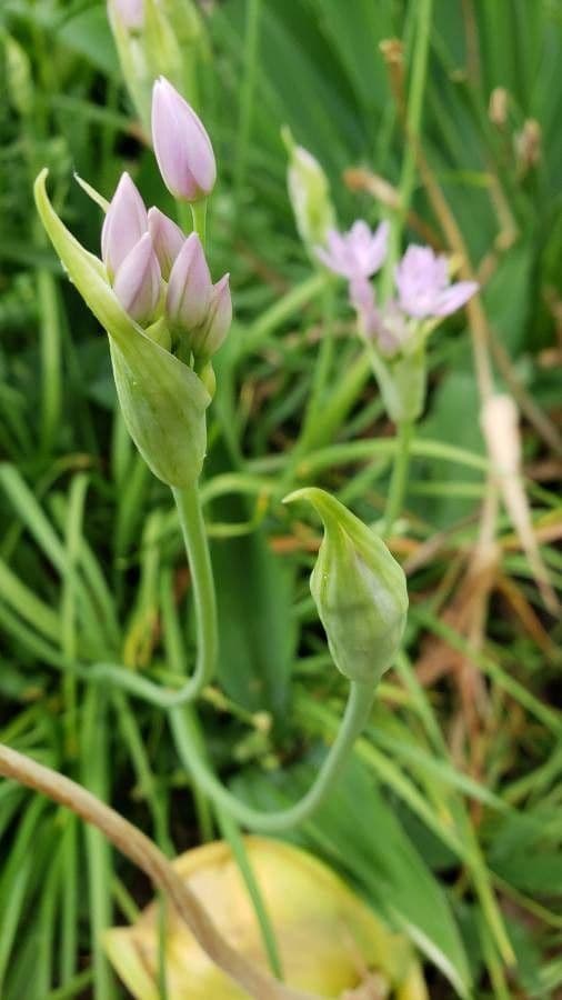 Cebula Drummonda 3