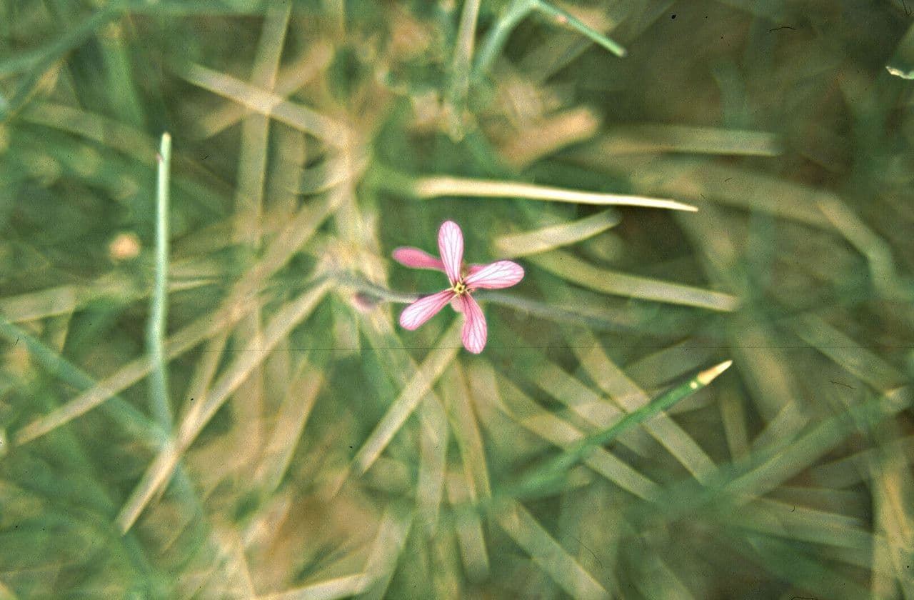 Foleyola 2