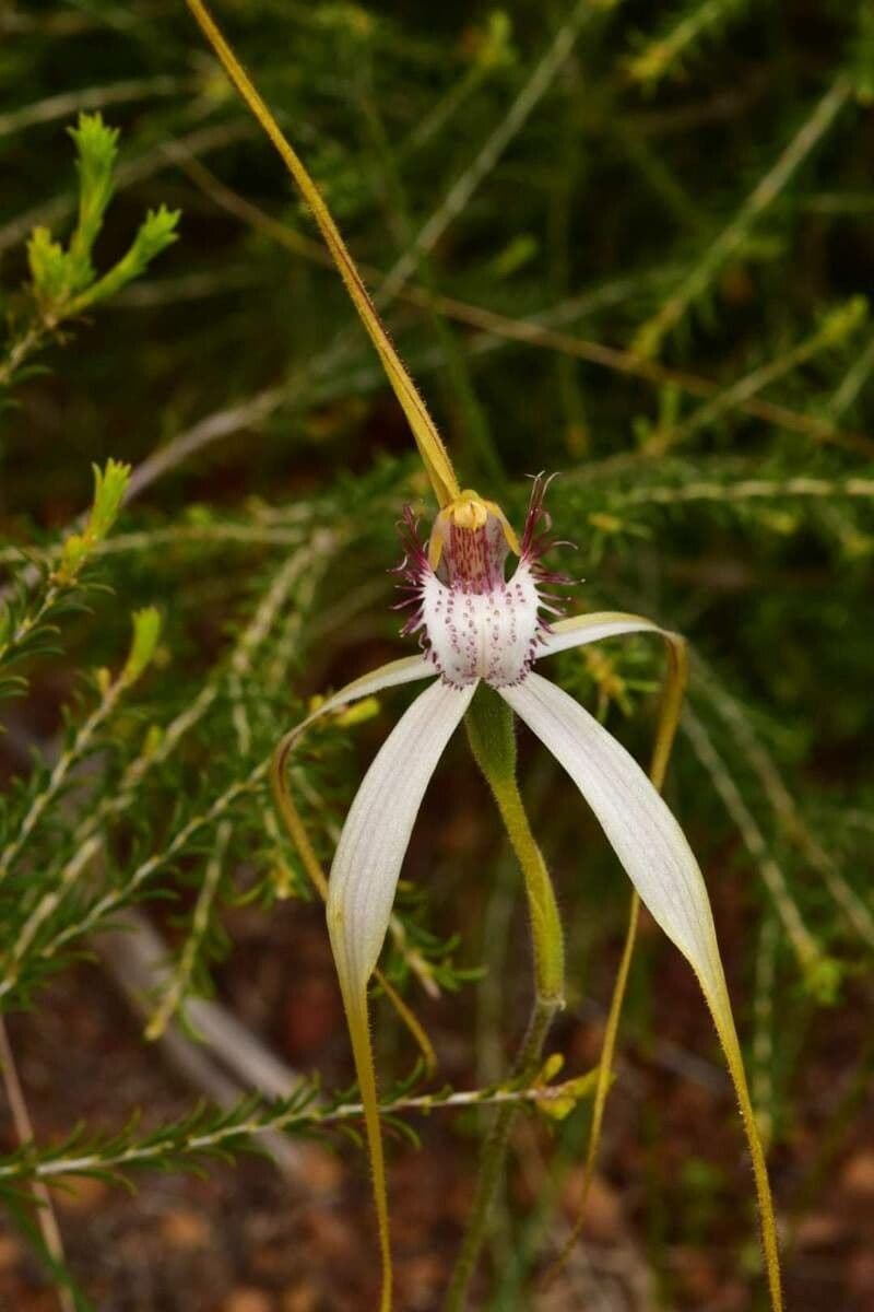Caladenia 2
