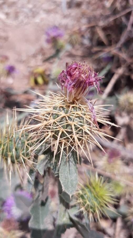 Centaurea 5