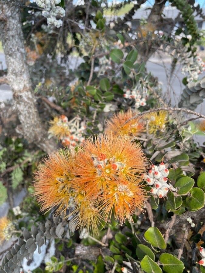 Metrosideros polymorpha 5
