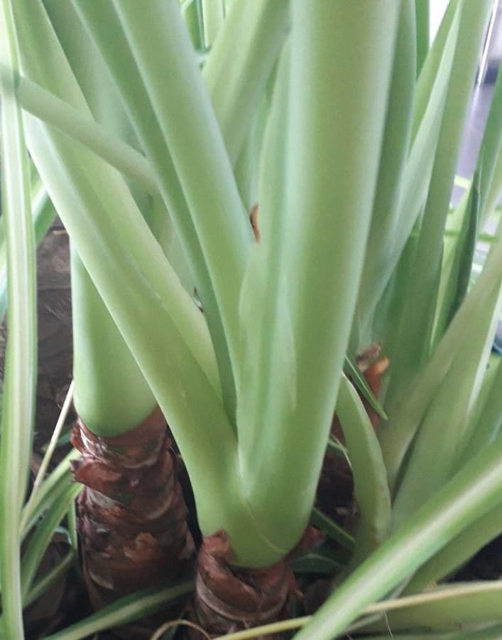 Monstera lahodná 25