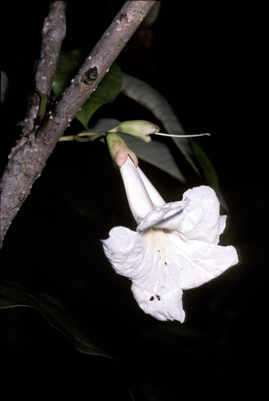 Tabebuia