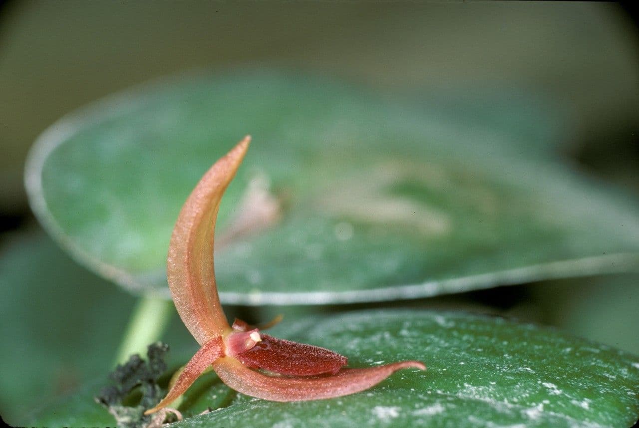 Pleurothallis linguiforme